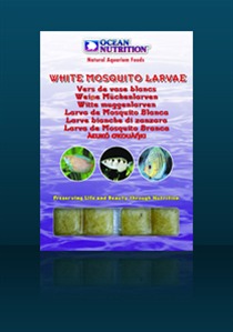 White mosquito larvae